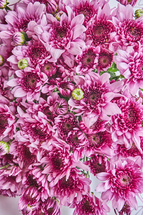 Pink Chrysanthemum bouquet