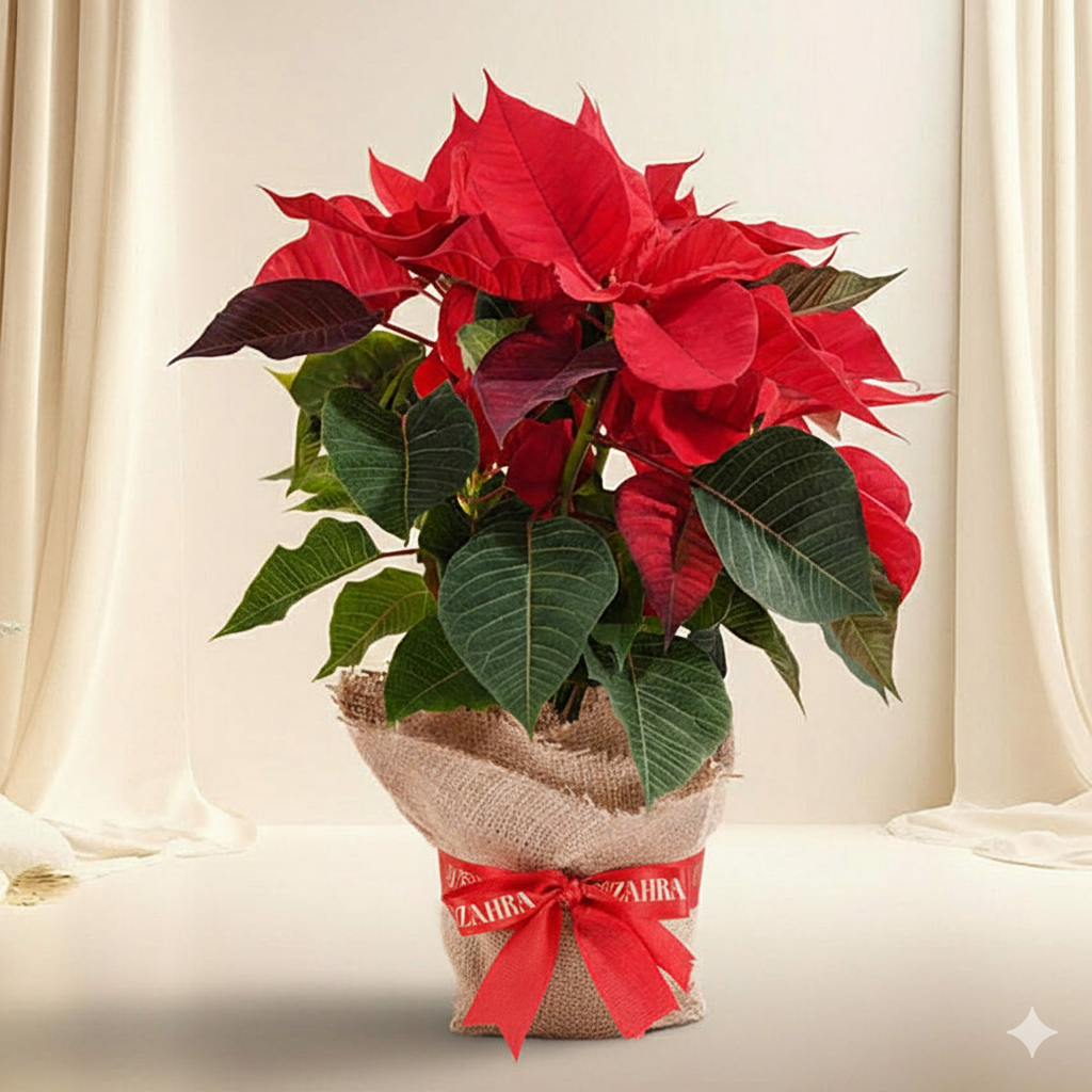New Year Poinsettia & Deborah Box
