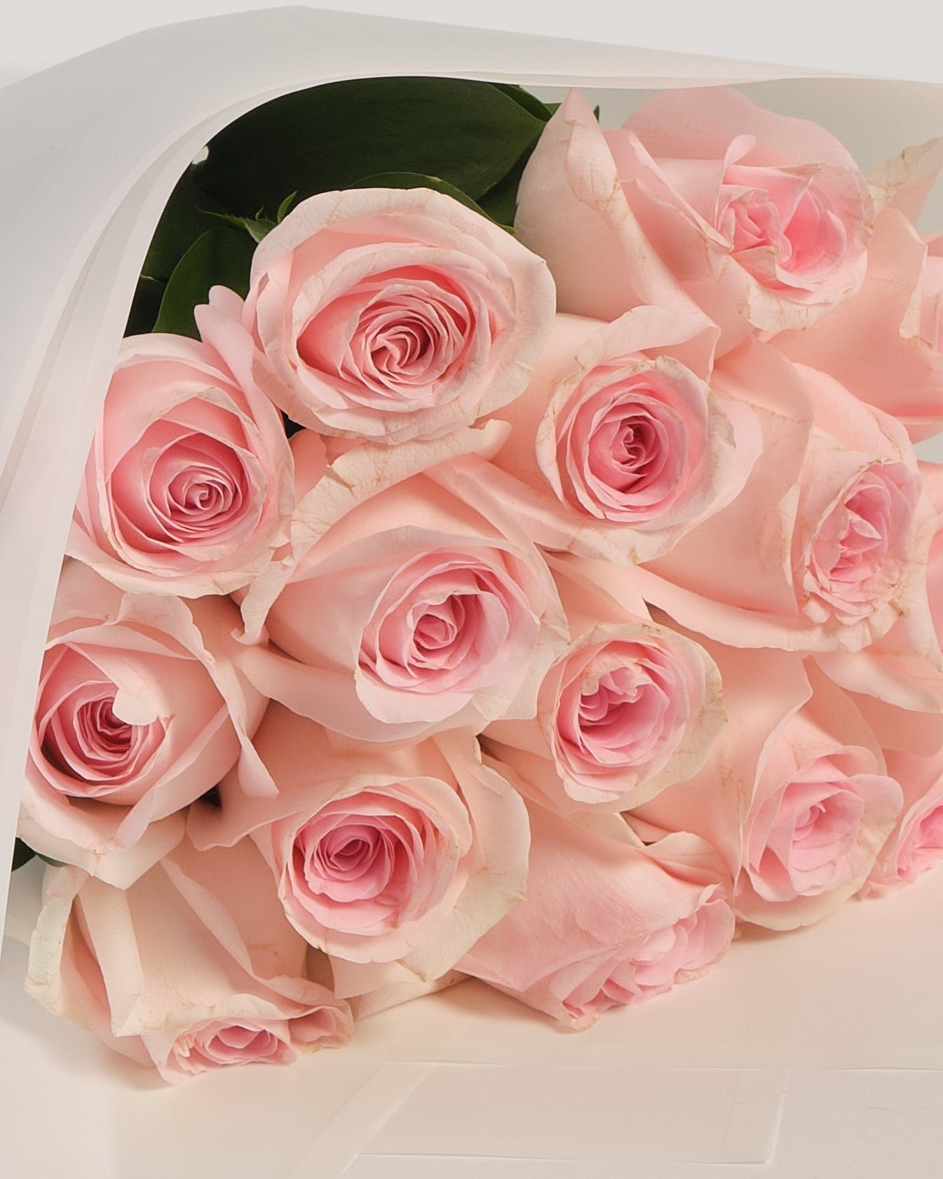 Blush pink roses
