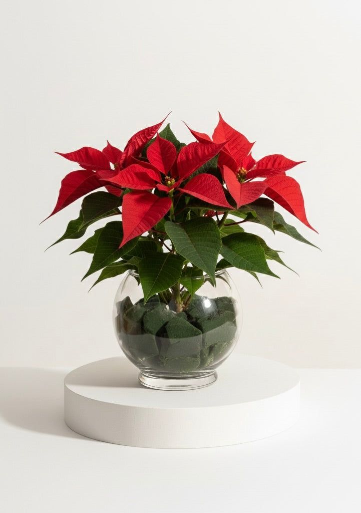 Markiz earring & Poinsettia vase